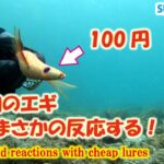 【水中エギング】格安100円エギでイカの反応を検証したら、まさかの性能が！！Watch squid reactions with cheap lures