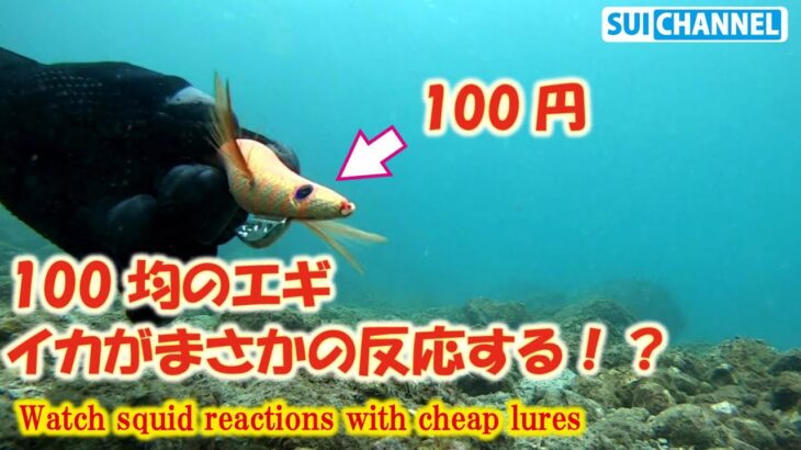 【水中エギング】格安100円エギでイカの反応を検証したら、まさかの性能が！！Watch squid reactions with cheap lures