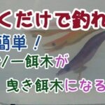 釣り🎣エギング🦐　初心者🔰エギング苦手でもＯＫ　引くだけ簡単！　イカ釣り ダイソー餌木が伝統の曳きエギに　　　　　　　・　　　　v19