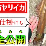 【堤防ヤリイカ】名人2人と三浦半島ヤリイカ釣り｜ウキ釣り仕掛けも細かく解説！