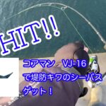 【コアマン】デイゲームで堤防キワのシーバスを釣る！【VJ-16】