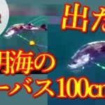 100センチ越えの港の主と言われるシーバス！三池港釣り場　福岡県大牟田市　スズキ　シーバス　チヌ釣り