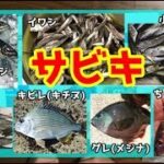 10分で分かるサビキ釣り特集！100匹釣れる極意道具仕掛けエサの解説