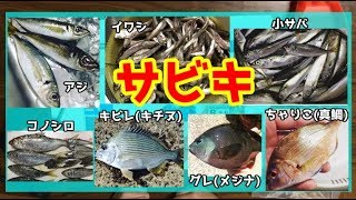 10分で分かるサビキ釣り特集！100匹釣れる極意道具仕掛けエサの解説