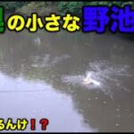 【バス釣り】山奥の秘境はやっぱり凄かった！