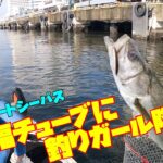 釣りガールとシーバス釣りしてみた！