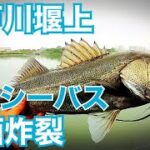 江戸川 堰上 シーバス釣り　デイシーバス 釣り 都内 千葉