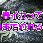 春イカが釣れる時期は何月まで？「春イカエギングシーズン」について、お話しします。