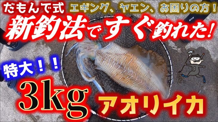 仕掛けて2分！3kg超の巨大アオリイカがすぐに食ってきた！だもんで式釣法はエギングより釣れてヤエン苦手でもOK！【26話】