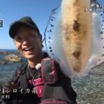 【釣り百景】#342 夏のイカ釣り特集！多彩な釣法で様々なイカを狙う！