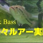 ブラックバスの水中ルアー実験! 様々なルアーを試してみた Pet Bass Testing Different Lures Pepperchan