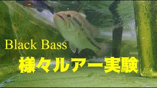 ブラックバスの水中ルアー実験! 様々なルアーを試してみた Pet Bass Testing Different Lures Pepperchan