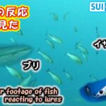 【ジギング水中映像】捉えた！ブリやイサキがルアーに反応する瞬間 Underwater footage of fish reacting to lures.