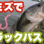 ミミズでブラックバスが釣れた！【エサ釣り】【小物釣り】