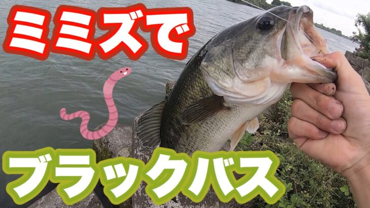 ミミズでブラックバスが釣れた！【エサ釣り】【小物釣り】