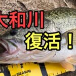 大阪の大和川でブラックバスが増殖中・・・？