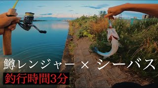 【シーバス釣り】鱒レンジャー釣行時間3分      short time fishing