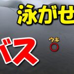 【バス釣り】飛ばしウキを使った泳がせ釣りをしたら予想外の結末が！！