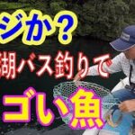 まさかのすごい魚ヒット！芦ノ湖バス釣り　fishing in Japan