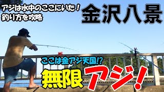 横浜金沢八景でアジのサビキ釣りをしたら金アジが無限爆釣！夕マズメ癖あるアジを攻略したら止まらない