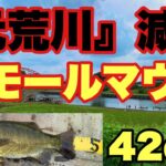 【バス釣り】元荒川スモールマウスバス42㎝‼減水したこれからが釣れる‼関東バス釣りポイント。