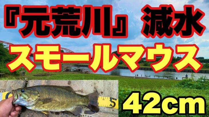 【バス釣り】元荒川スモールマウスバス42㎝‼減水したこれからが釣れる‼関東バス釣りポイント。