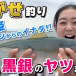 GO!GO!九ちゃんフィッシング #390　「秋はサビキ釣り＋α！（後篇）　サビキ＋泳がせ＋クロダイも？」