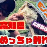 高知県穴場　ブラックバス釣り　モンスター！？　２時間６匹