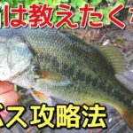 【バス釣り🎣】川バス攻略法・ポイントやおすすめルアーも紹介！