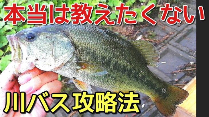 【バス釣り🎣】川バス攻略法・ポイントやおすすめルアーも紹介！