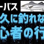 【シーバス】釣れない初心者は同じ行動をする？釣るのは簡単！基礎を作って最高のシーバスライフにしよう！