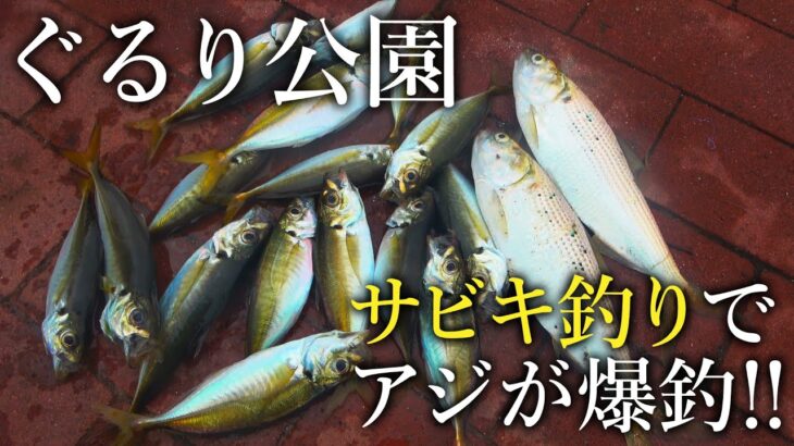 早朝にサビキ釣りをしたら良型のアジや回遊魚が爆釣した！【コマセなし】