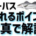 【シーバス】釣れるポイントが分からない！写真を使って徹底解説！