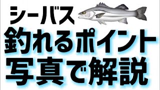 【シーバス】釣れるポイントが分からない！写真を使って徹底解説！