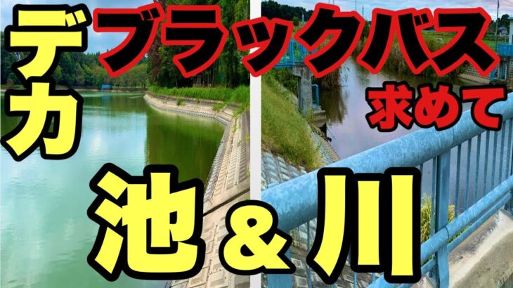 【バス釣り】デカバス釣りたい‼茨城県ブラックバス‼