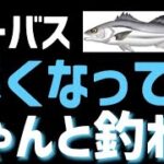 シーバス釣りの不安を一掃！水温が下がったらチャンス！釣れる方法を暴露します！