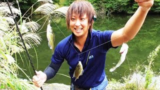 ため池でサビキ釣りをしたら物凄く釣れた！ダイソーサビキは溜池でも大爆釣！　ツリアメ　＃ダイソーサビキ　＃池でサビキ釣り