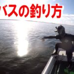 秋の浜名湖シーバス釣り。バイブレーション、ポッパー、ミノーの使い方。