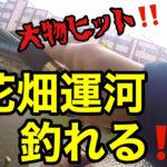 【バス釣り　花畑運河】視聴者さんと一緒に花畑運河でブラックバス‼良いコンディションバスGet‼