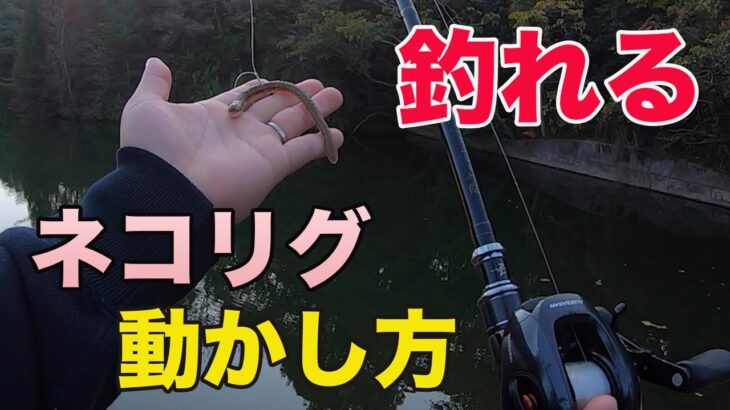 【バス釣り】ネコリグの動かし方やアクションのコツを徹底解説!!釣れる使い方（釣り方）のポイントはこれだ!!【スイミング】【OSP】【RAID JAPAN】【バス釣りJAPANちゃんねる】