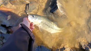 《バス釣り》理由はわからん！何でこのルアーこんなに釣れるの？【爆釣ルアー】【フリーリグ】【晩秋】【福岡バス釣り】【野池】【Vlog】【ブイログ】【ブラックバス】