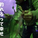 【釣れる】ブラックバス釣りは最高に楽しい