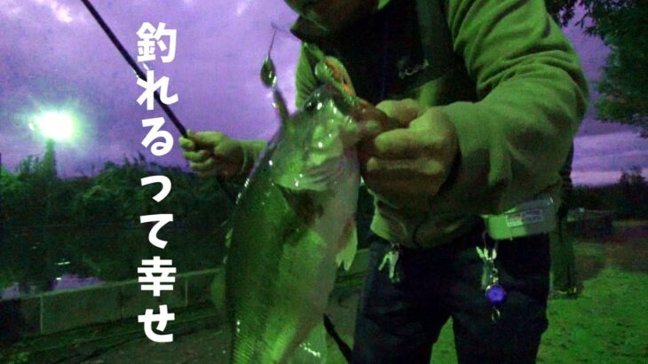 【釣れる】ブラックバス釣りは最高に楽しい