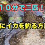 イカ釣りのコツ！！〇〇と時間帯を知れば実は簡単に釣れちゃいます！！