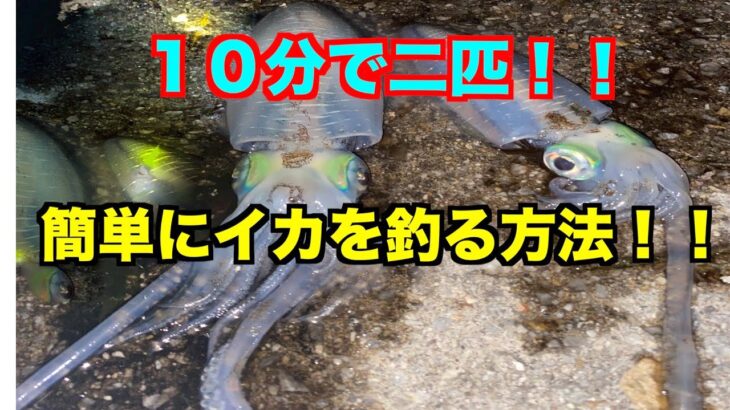 イカ釣りのコツ！！〇〇と時間帯を知れば実は簡単に釣れちゃいます！！