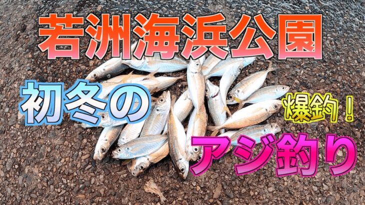 【冬のハイシーズン到来？】12月中旬のサビキ釣りでアジが若洲史上最高に釣れました【若洲海浜公園】