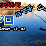 気軽にバスタックルで【南芦屋浜】行ったらハマチやメジロが昼も夜もセットアッパーで爆釣！！