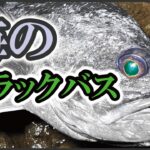 【バス釣りワーム】海のブラックバスという名のデカソイを狙う！