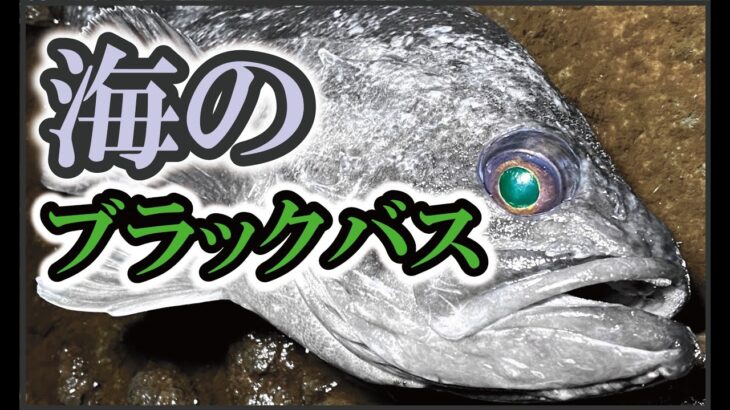 【バス釣りワーム】海のブラックバスという名のデカソイを狙う！