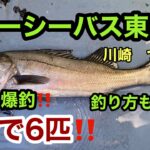 シーバス　船釣り　東京湾　ルアーで絶好調‼️なんと今回も8分で6匹ゲット‼️ルアー　ジギング　【川崎　つり幸　シーバス乗合船】　私の釣り方もご紹介いまします　2021.1